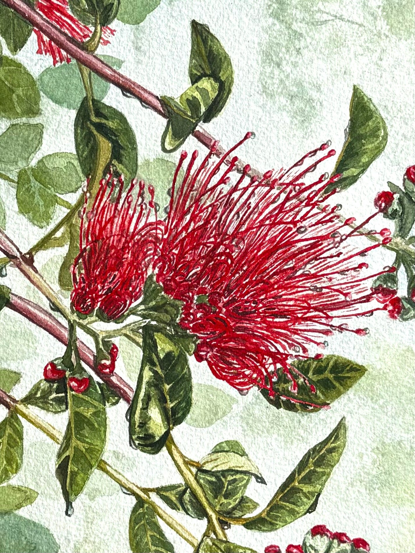 “Kanilehua” framed original